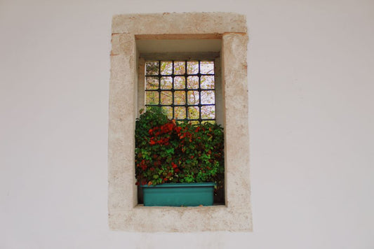 The Window Box SOS: How to Spot Distress and Restore Vibrant Growth