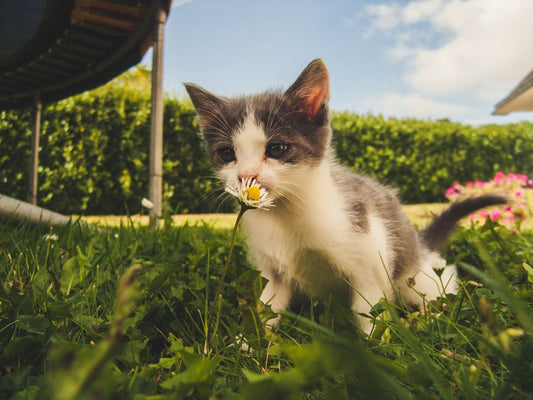 Summertime Cat Litter Survival Guide: Beat Heat, Smell, and Pests