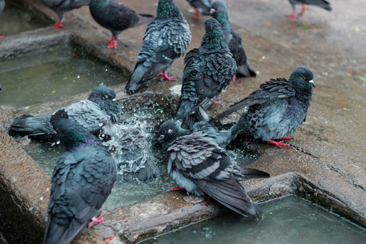 How to Clean a Bird Bath Without Harming Your Feathered Friends