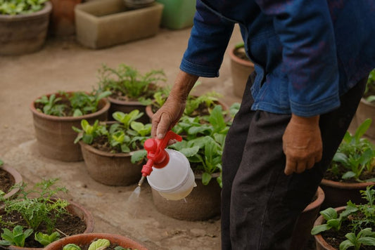 How Renters Can Build a Container Garden That Grows Food and Cuts Waste