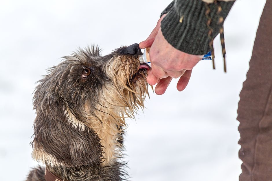 Winter Pet Hydration: How to Keep Your Pet Drinking Enough Water in Cold Months