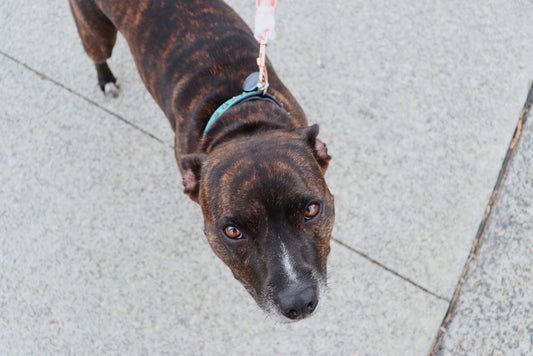 10 Subtle Signs Your Dog's Leash Walk Is Causing Hidden Stress