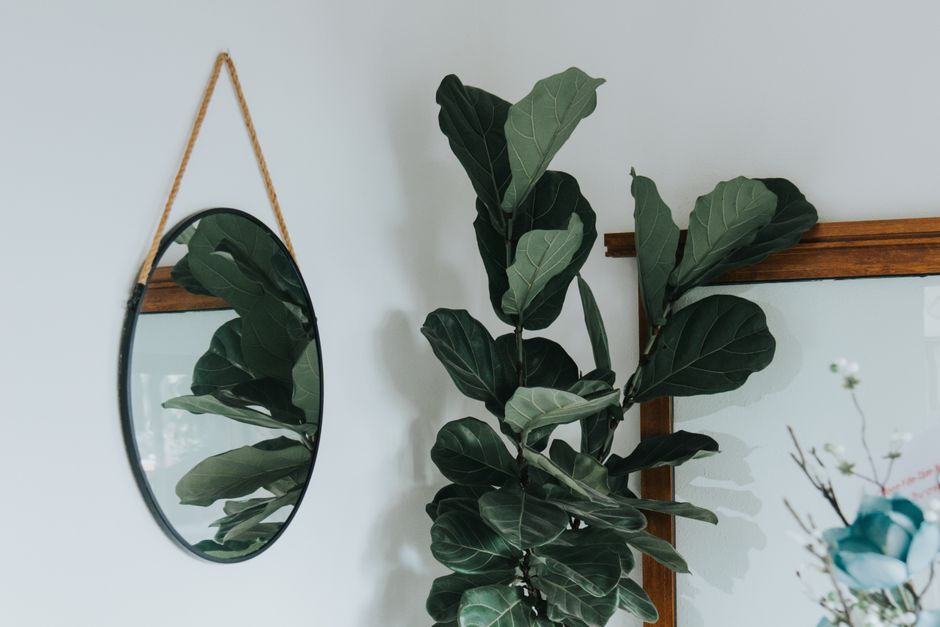 Fiddle Leaf Fig Care: A Fun and Simple Guide for Kids