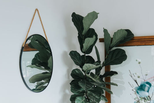 Fiddle Leaf Fig Care: A Fun and Simple Guide for Kids