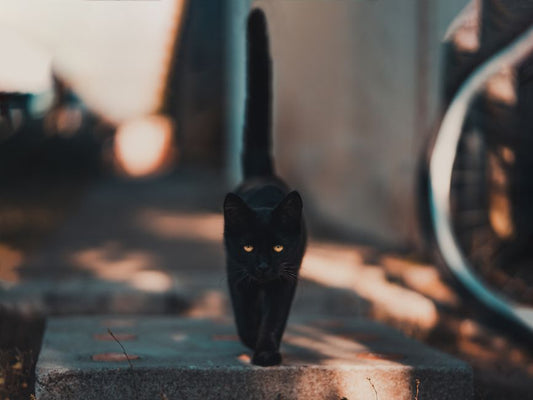 Vet-Approved Tips for Stopping Cat Behavior Problems Before They Start