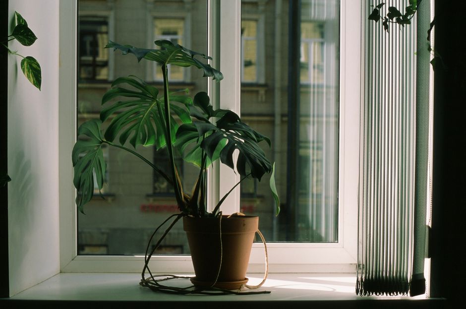 How to Save an Overwatered Monstera: Emergency Recovery Steps