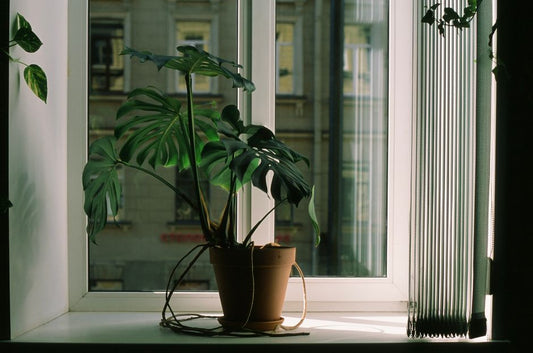 How to Save an Overwatered Monstera: Emergency Recovery Steps