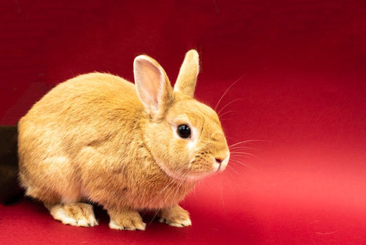 How to Create a Safe and Stimulating Indoor Environment for a Single Rabbit