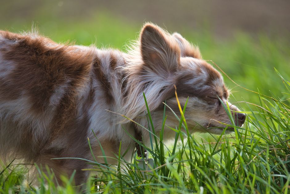 7 Silent Signs Your Pet’s Coat and Skin Are Crying for Help: A Complete Guide to Early Detection