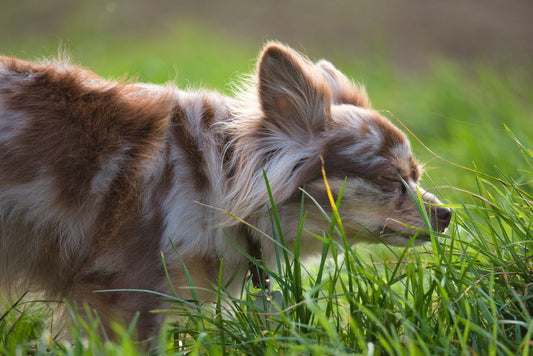 7 Silent Signs Your Pet’s Coat and Skin Are Crying for Help: A Complete Guide to Early Detection