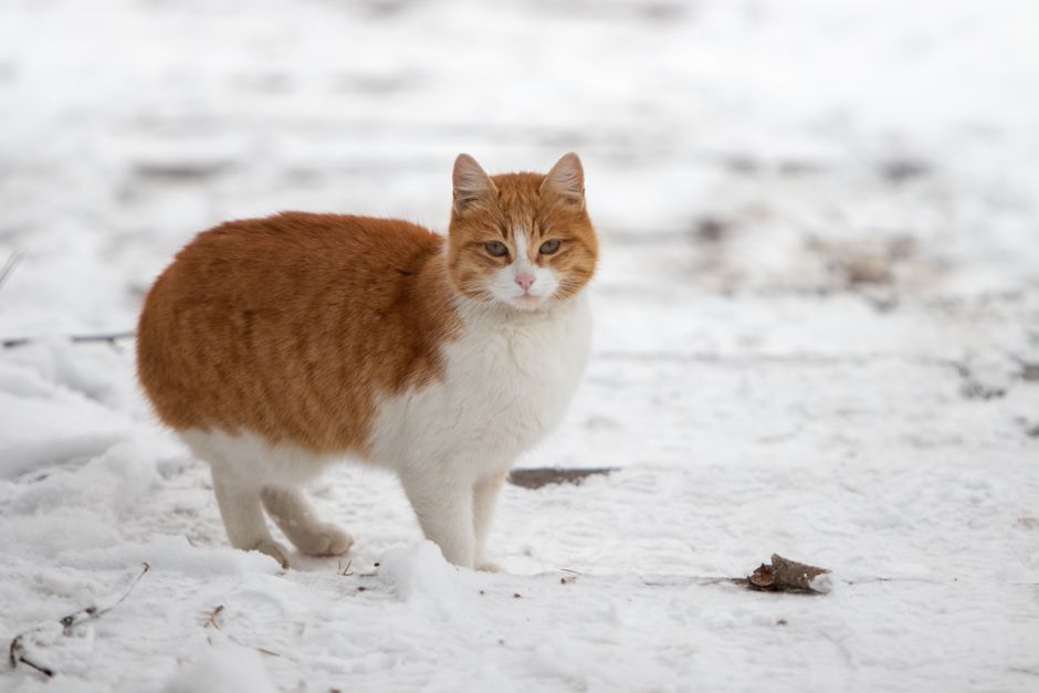 Winter Weight Management for Pets: Keep Your Furry Friend Fit When the Temperature Drops