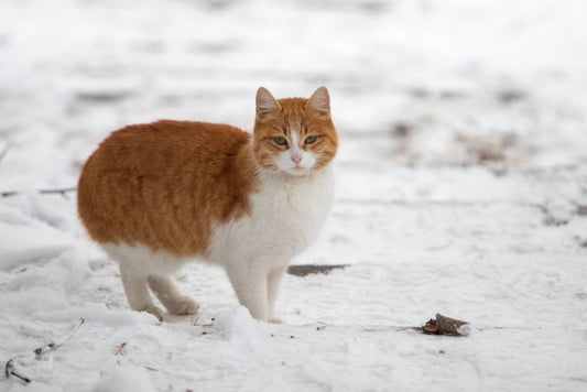 Winter Weight Management for Pets: Keep Your Furry Friend Fit When the Temperature Drops