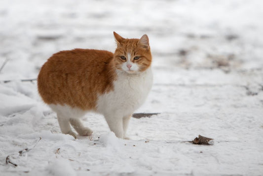 Winter Weight Management for Pets: Combating Cold-Weather Weight Gain