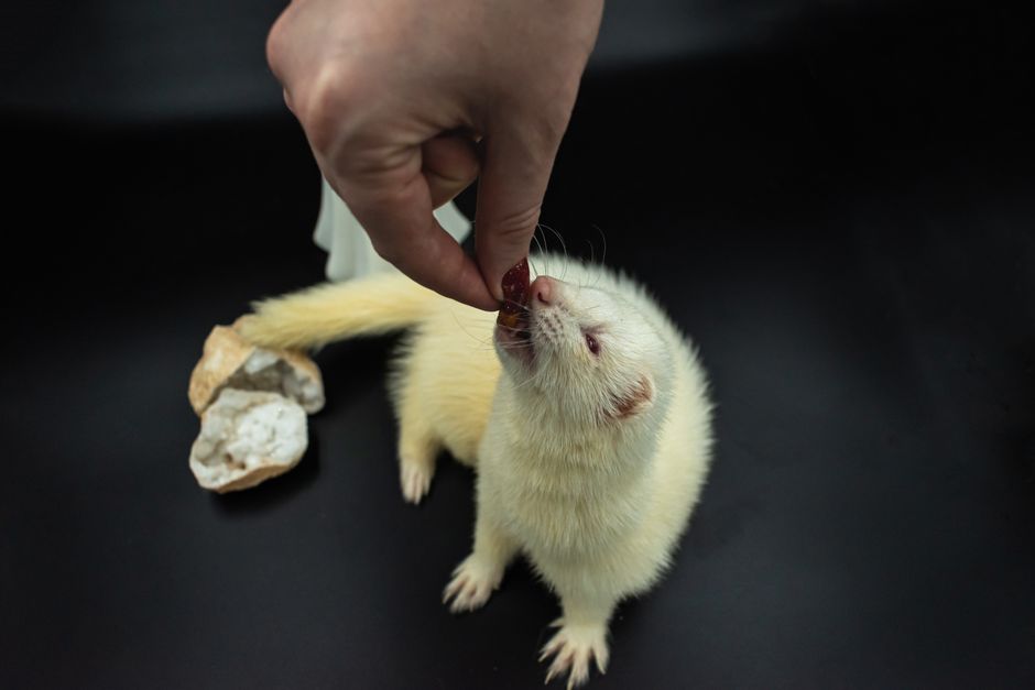 The Chemical-Free Guide to Exotic Pet Care: Natural Solutions for a Thriving Companion