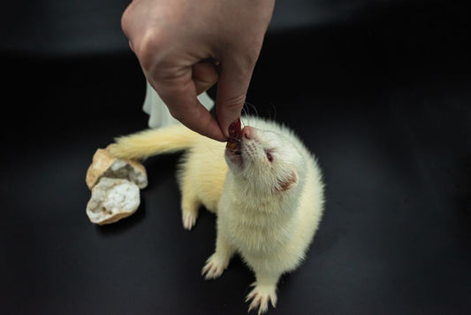 The Chemical-Free Guide to Exotic Pet Care: Natural Solutions for a Thriving Companion