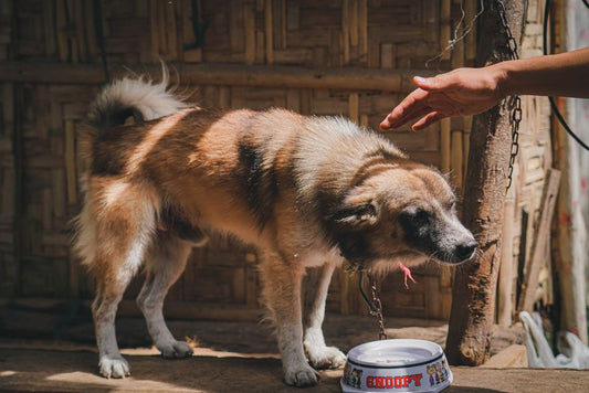 7 Common Mistakes That Leave Your Pet Dehydrated