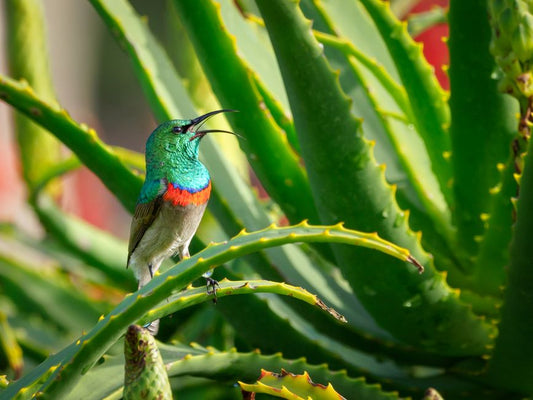 Aloe Vera in Small Spaces: The Complete Guide to Thriving Plants in Apartments and Tiny Homes