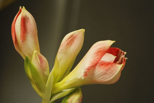 The Complete Guide to Indoor Flower Bulb Forcing: Tools and Steps for Year-Round Blooms
