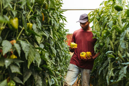 5 Common Pepper Growing Mistakes That Sabotage Your Harvest (And How to Fix Them)