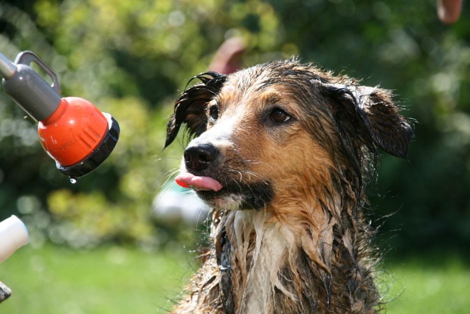 Summer Bathing Tips for Pets: Beat the Heat Without Drying Out Their Skin