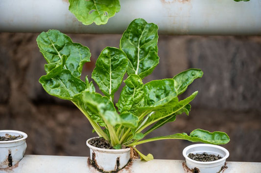 Maximize Your Balcony Garden Yield: A Complete Guide to Growing More in Less Space