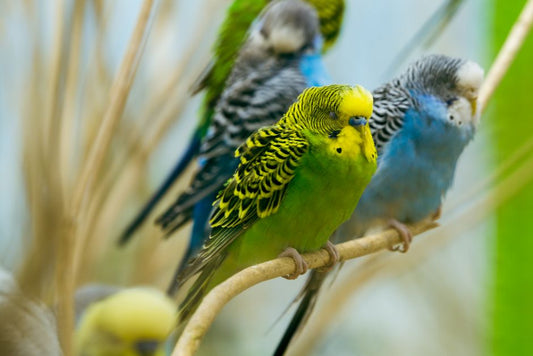 How to Stop a Parakeet from Plucking Feathers: Causes and Remedies