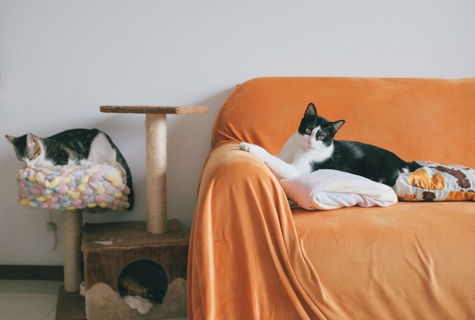 How to Enrich Your Indoor Cat: A First-Time Owner's Complete Guide