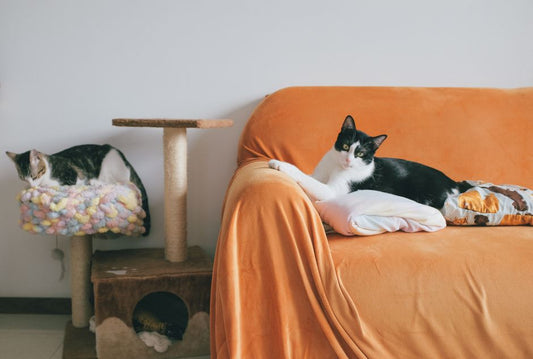 How to Enrich Your Indoor Cat: A First-Time Owner's Complete Guide