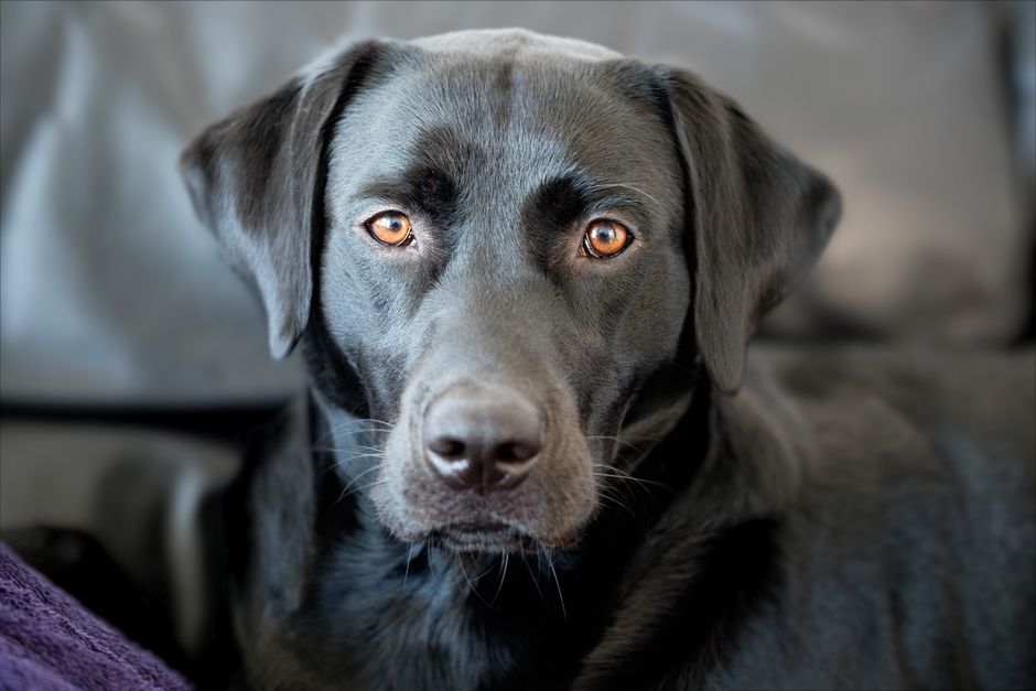Budget-Friendly Guide to Eliminating Pet Odors Without Breaking the Bank