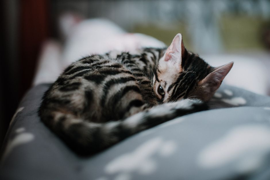 Pet Safety at Home: The Complete Beginner's Guide to a Hazard-Free Home for Your New Pet