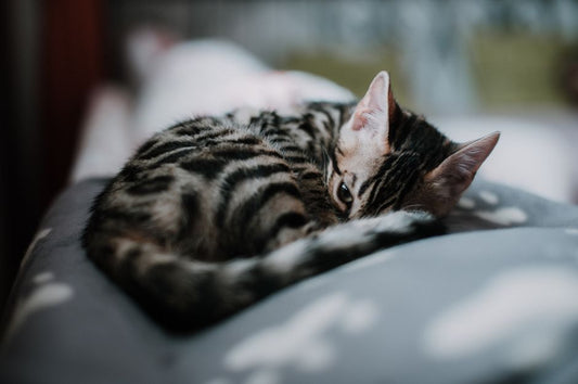 Pet Safety at Home: The Complete Beginner's Guide to a Hazard-Free Home for Your New Pet