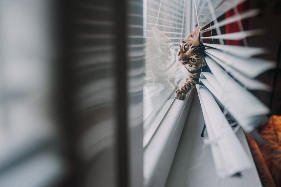 How to Prevent Boredom-Related Behavior Problems in Indoor Cats: A Practical Guide