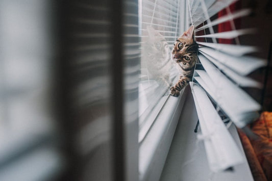 How to Prevent Boredom-Related Behavior Problems in Indoor Cats: A Practical Guide
