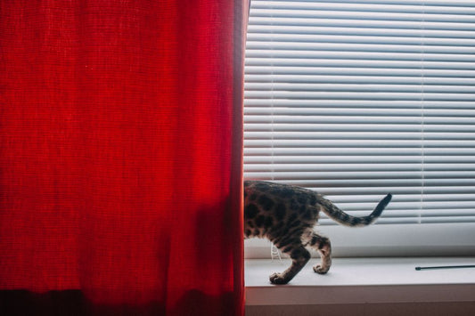 Winter Pet Odor Survival Guide: How to Keep Your Home Fresh When the Windows Stay Shut