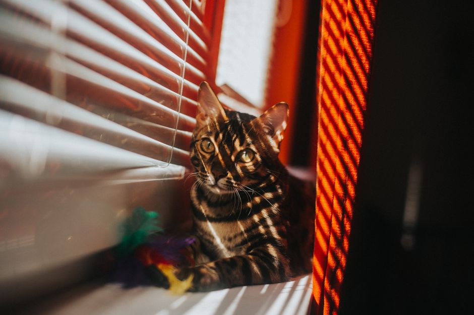 How to Reduce Pet Anxiety in Multi-Pet Homes: A Complete System for Harmony