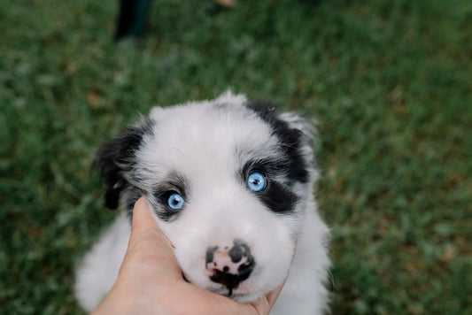 5 Common Dog Care Mistakes Every New Owner Makes and How to Avoid Them