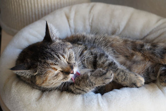 7 Cat Grooming Mistakes That Are Ruining Your Cat's Coat (And How to Fix Them)