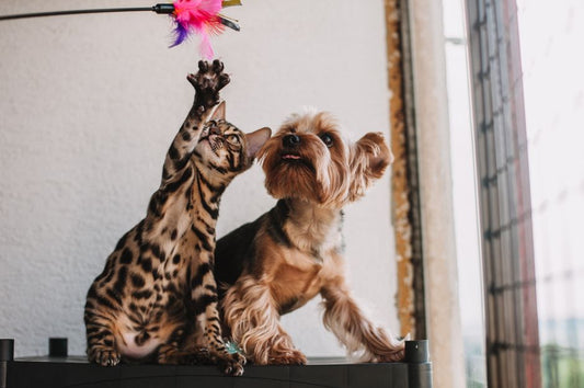 Allergen Management in Multi-Pet Homes: A Practical System for Dogs, Cats, and Small Animals