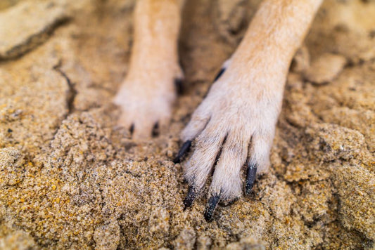 Multi-Pet Paw Care: How to Keep Every Paw Print Healthy