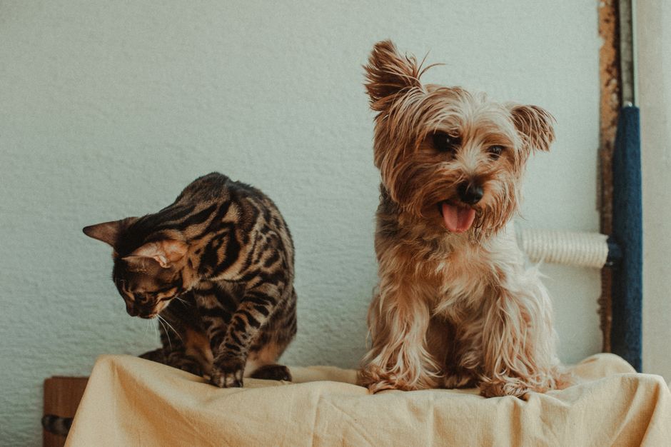 DIY Pet Weight Management: Simple Home Solutions for a Healthier Companion