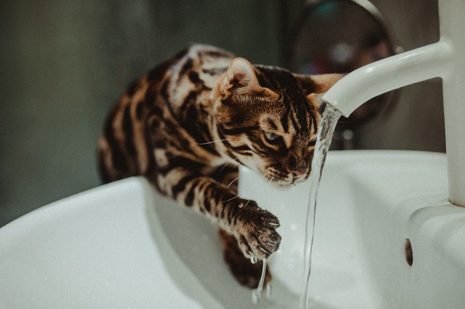 Is My Cat Drinking Enough Water? Vet-Approved Tips for Feline Hydration