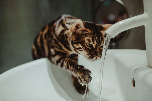 Is My Cat Drinking Enough Water? Vet-Approved Tips for Feline Hydration
