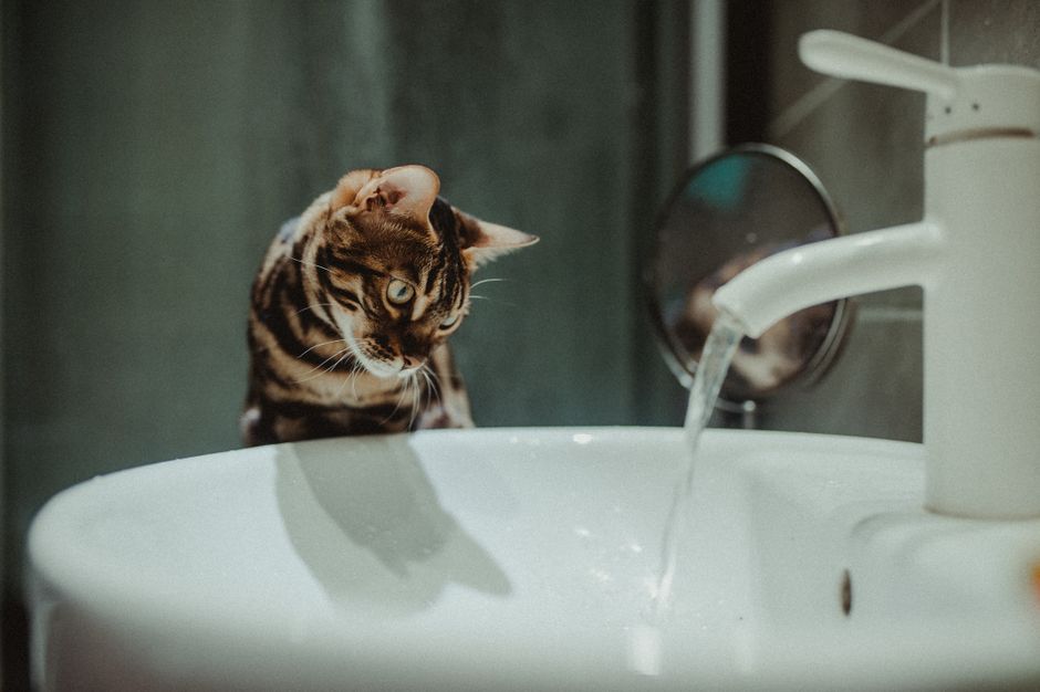 Winter Pet Hydration: Why Your Dog or Cat Needs More Water in Cold Months & How to Fix It