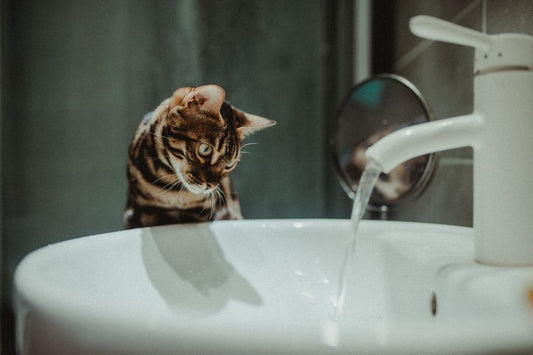 Winter Pet Hydration: Why Your Dog or Cat Needs More Water in Cold Months & How to Fix It