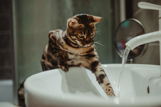 Vet-Approved Tips for Managing Cat Litter and Hygiene