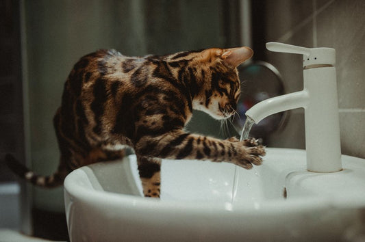5 Common Multi-Pet Household Mistakes That Damage Your Pets' Health