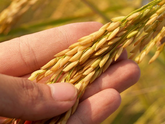 The Hidden Link Between Plant Diseases and Yield: A Complete Guide to Maximizing Harvest