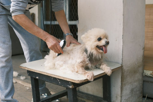 How to Deal with Excessive Pet Shedding: A Complete Guide to Managing Fur in Your Home