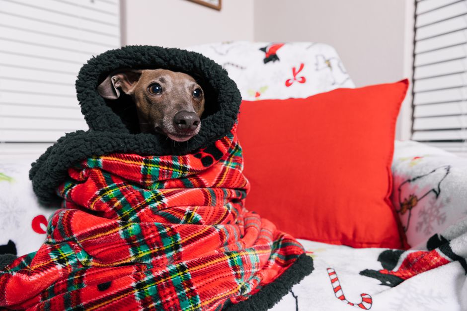 The Ultimate Guide to Keeping Pets Safe Indoors During Winter: Overlooked Hazards and Essential Products