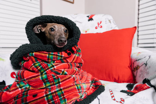 The Ultimate Guide to Keeping Pets Safe Indoors During Winter: Overlooked Hazards and Essential Products